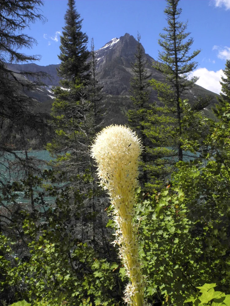 Bear Grass // Sun Point Nature Trail // Glacier National Park, MT