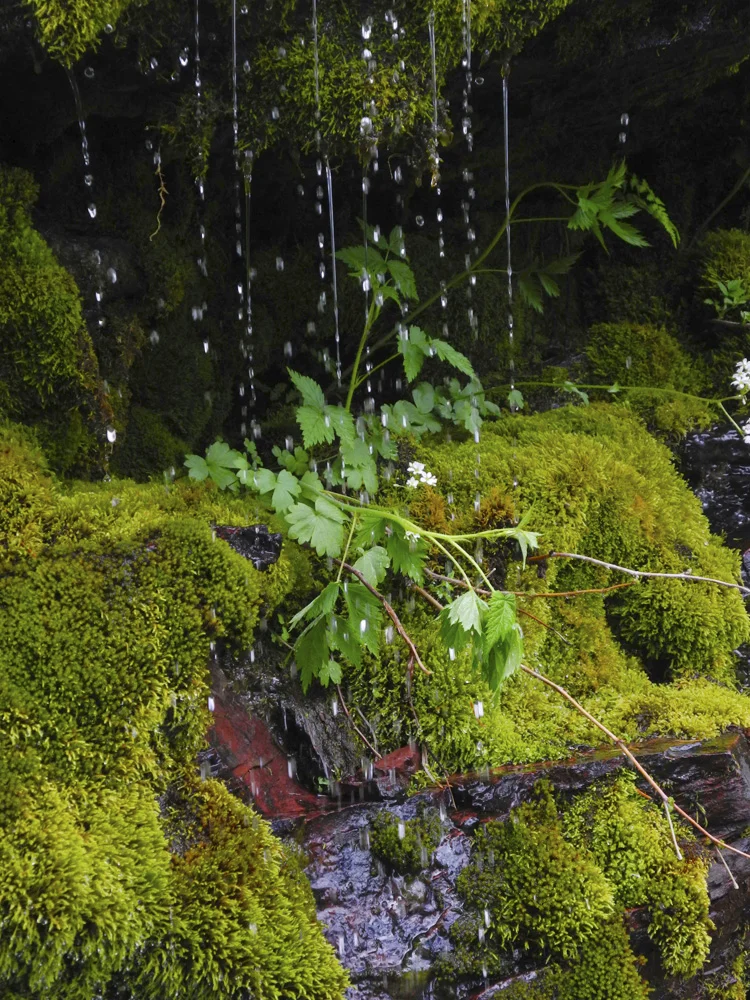 Plant life along the Sun Point Nature Trail // Glacier National Park, MT