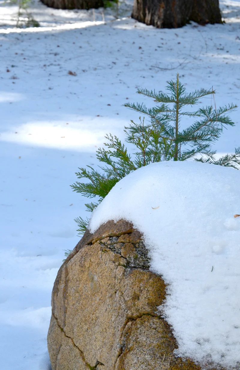 Photo Essay: Hank's First Snow Day