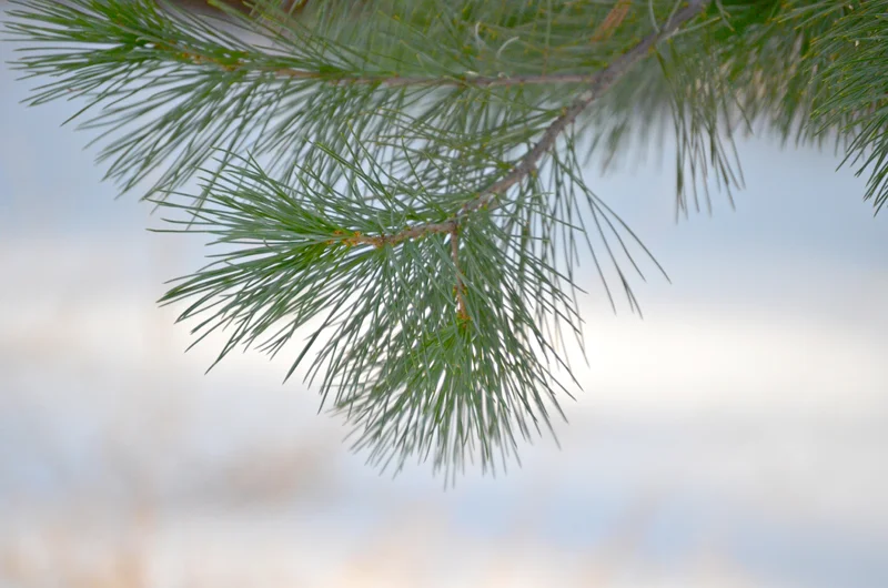 PlantLife_SnowDay10.jpg