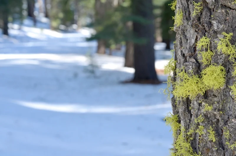 Photo Essay: Hank's First Snow Day