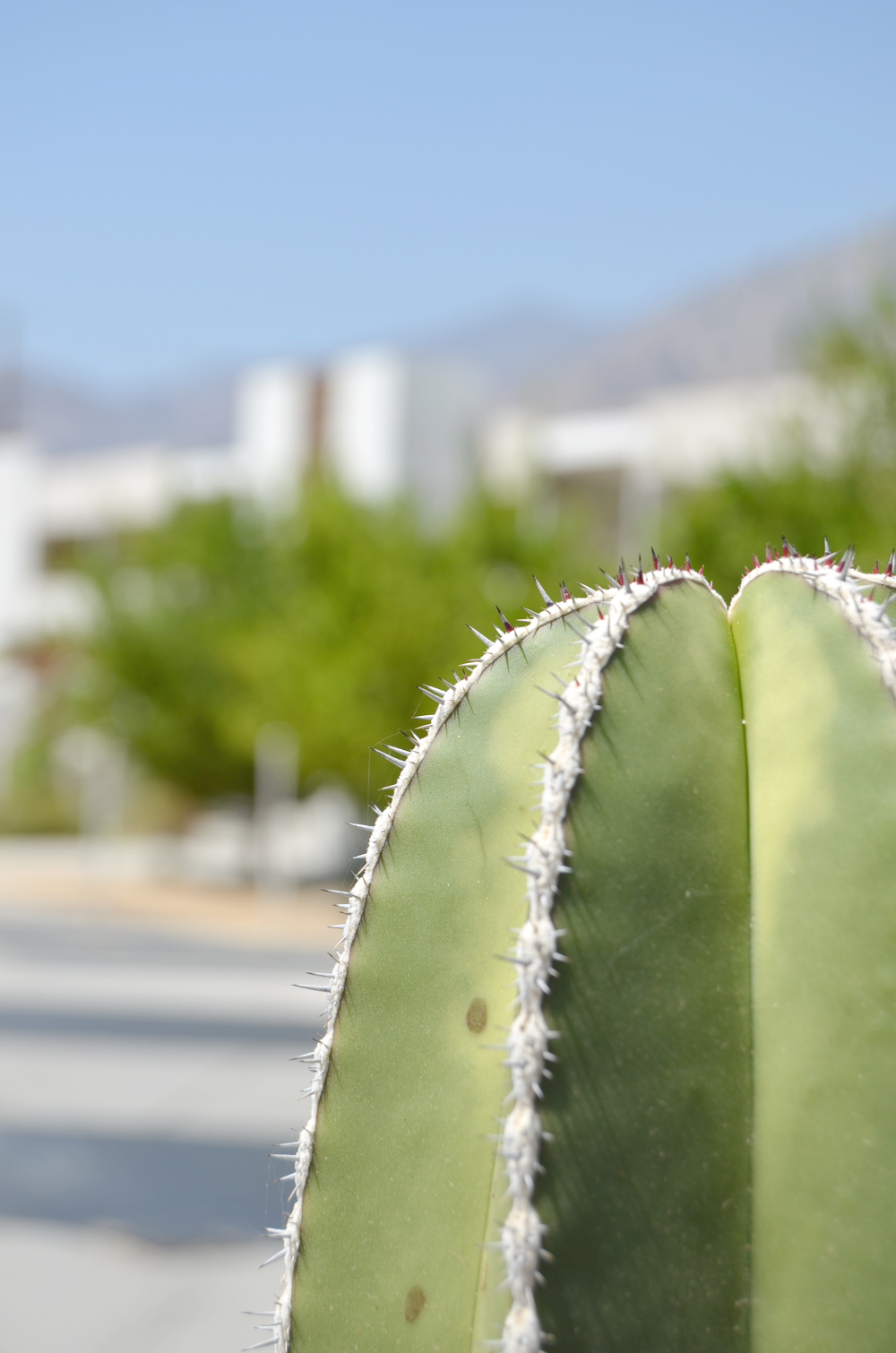 Palm Springs, California // Cactus at The Ace Hotel