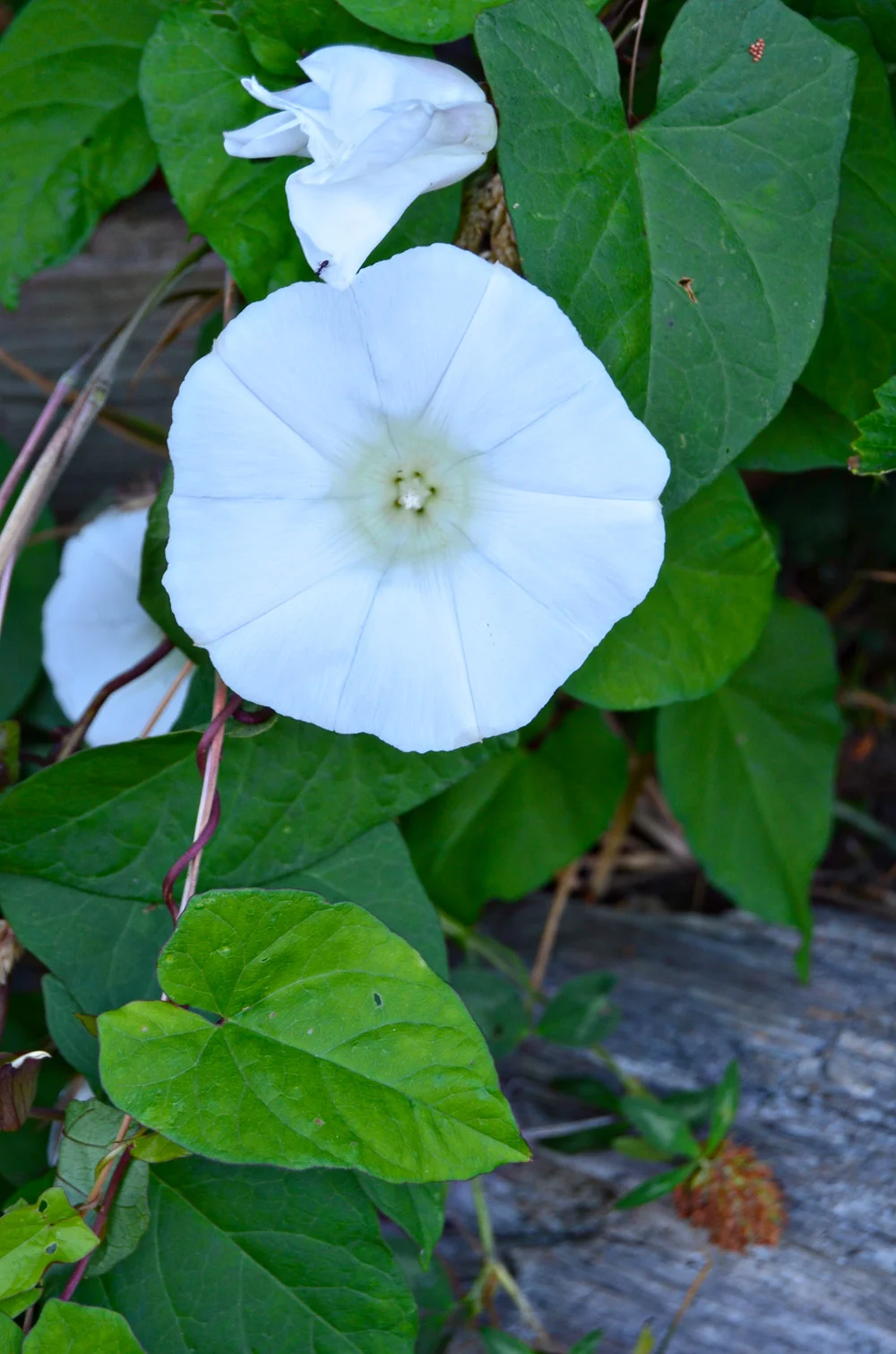 Photo Essay: (Pacific) Northwest is Best