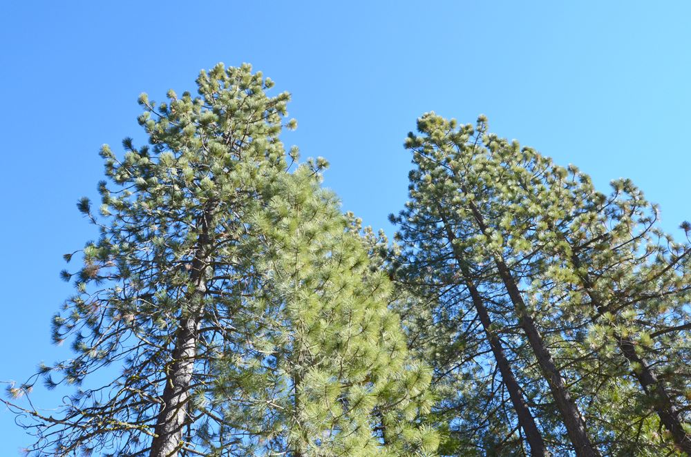Day trip to explore Tahoe National Forest.