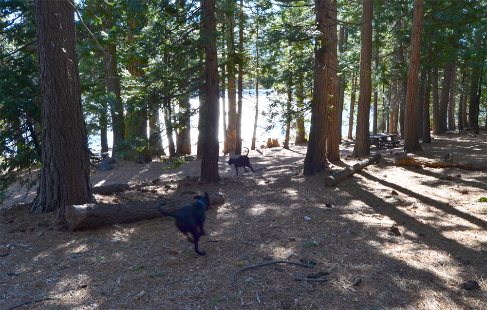 Day trip to explore Tahoe National Forest.