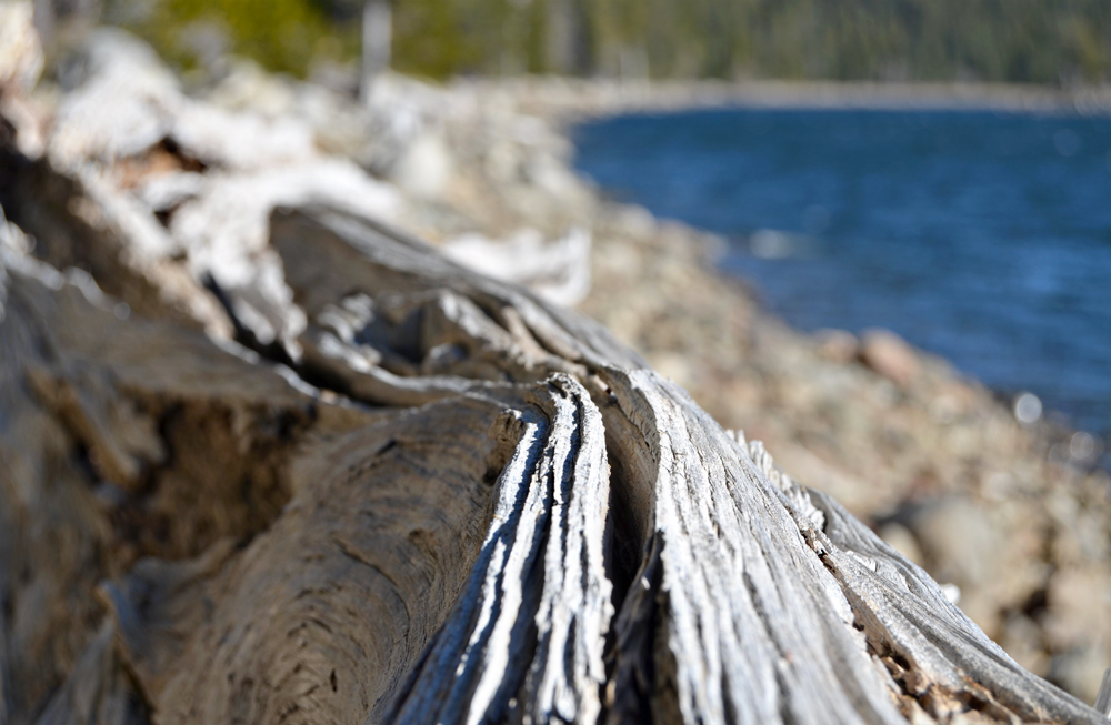 Day trip to explore Tahoe National Forest.