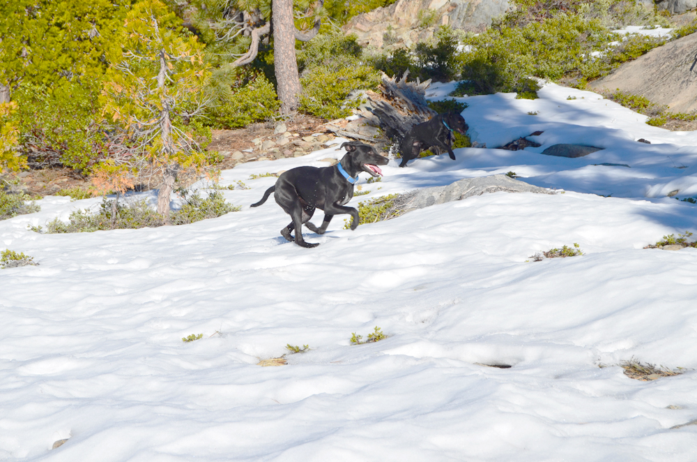 Day trip to explore Tahoe National Forest.
