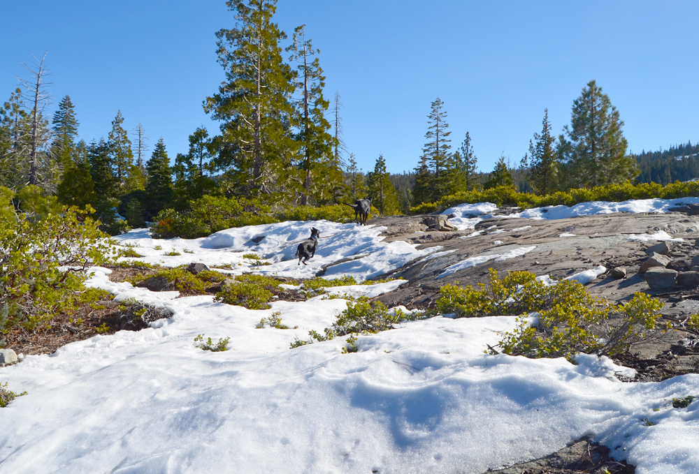 Day trip to explore Tahoe National Forest.
