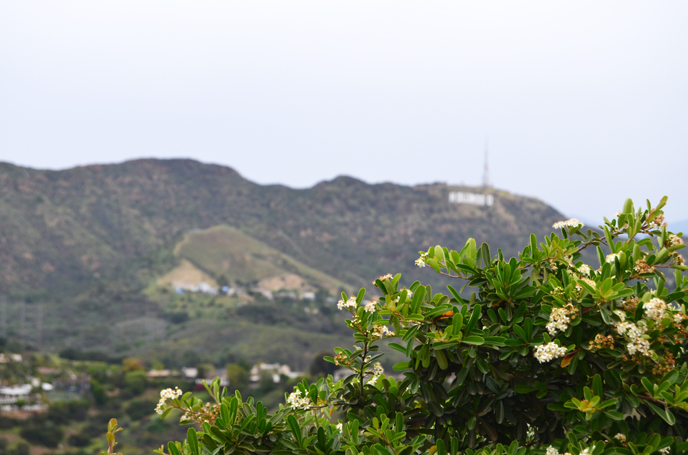 Los Angeles // Hollywood Bowl Overlook on Mulholland Drive