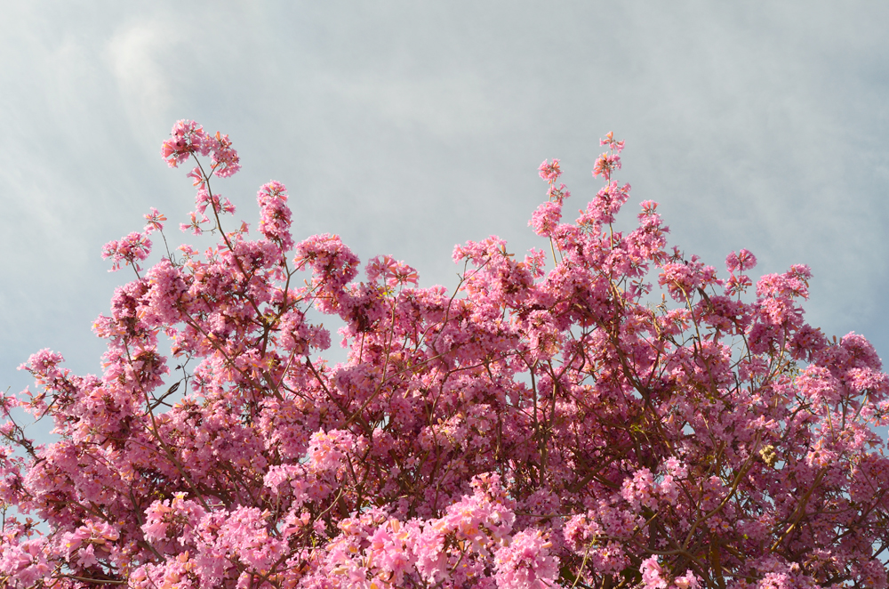 A Love Letter to Atwater Village