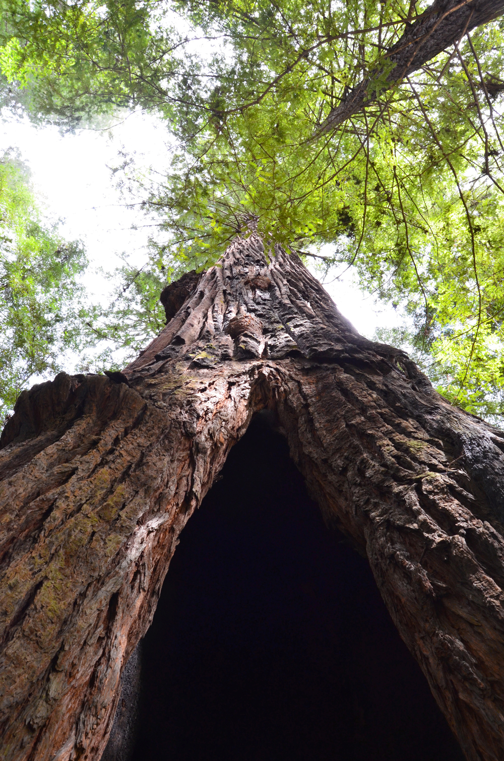 Avenue of the Giants // Northern California