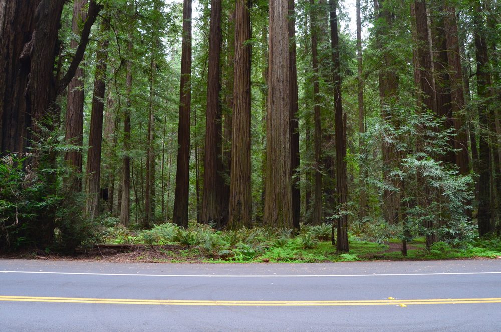 Avenue of t he Giants // Northern California