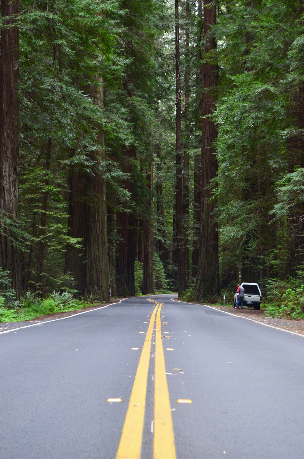 Avenue of t he Giants // Northern California