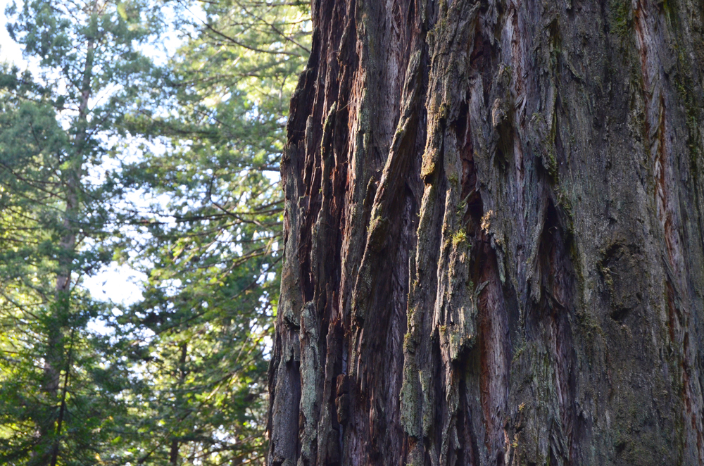Newton B. Drury Scenic Parkway // Northern California