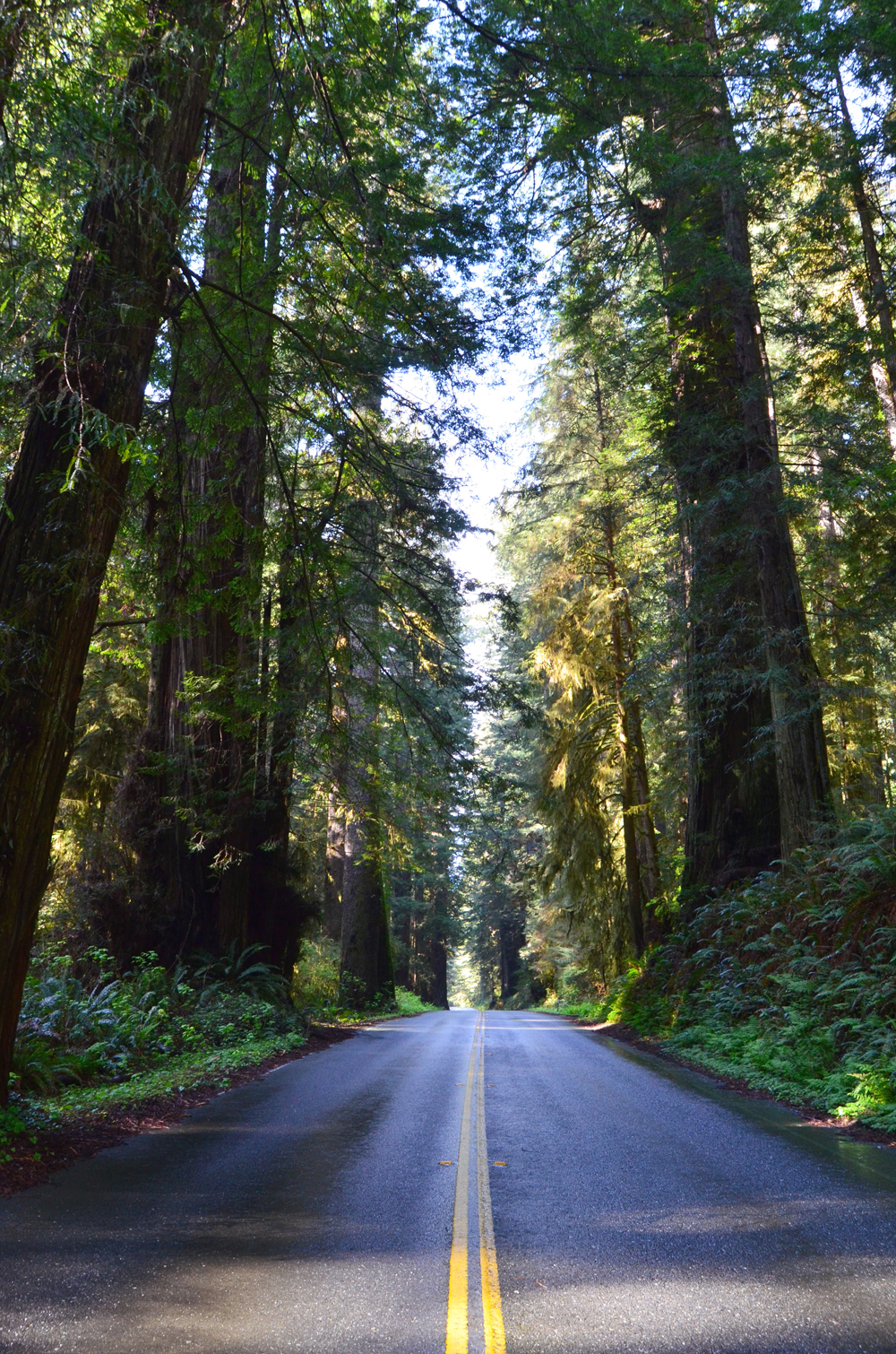 Newton B. Drury Scenic Parkway // Northern California