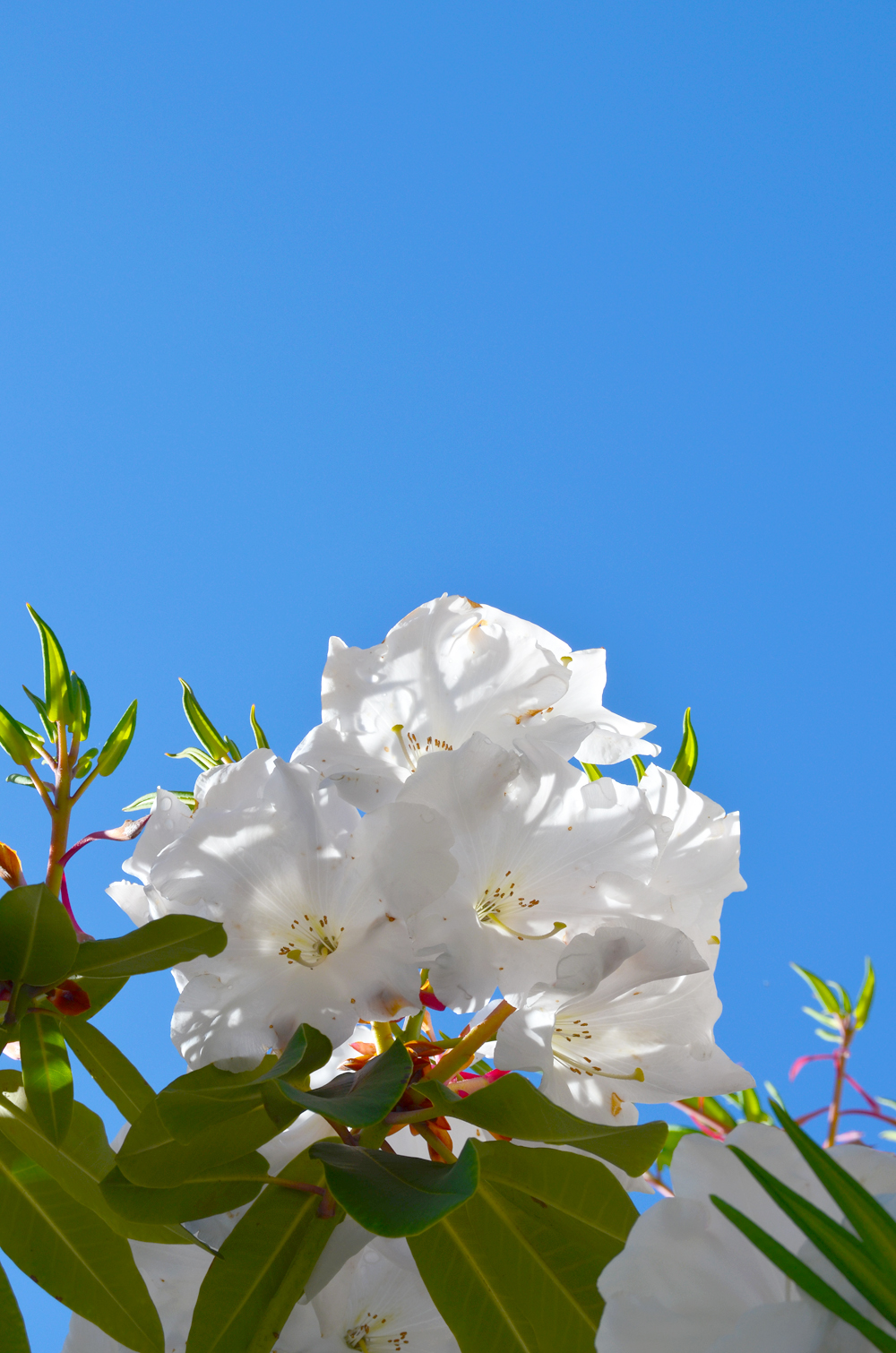 Springtime in Seattle, WA