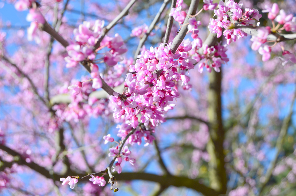 Springtime in Seattle, WA