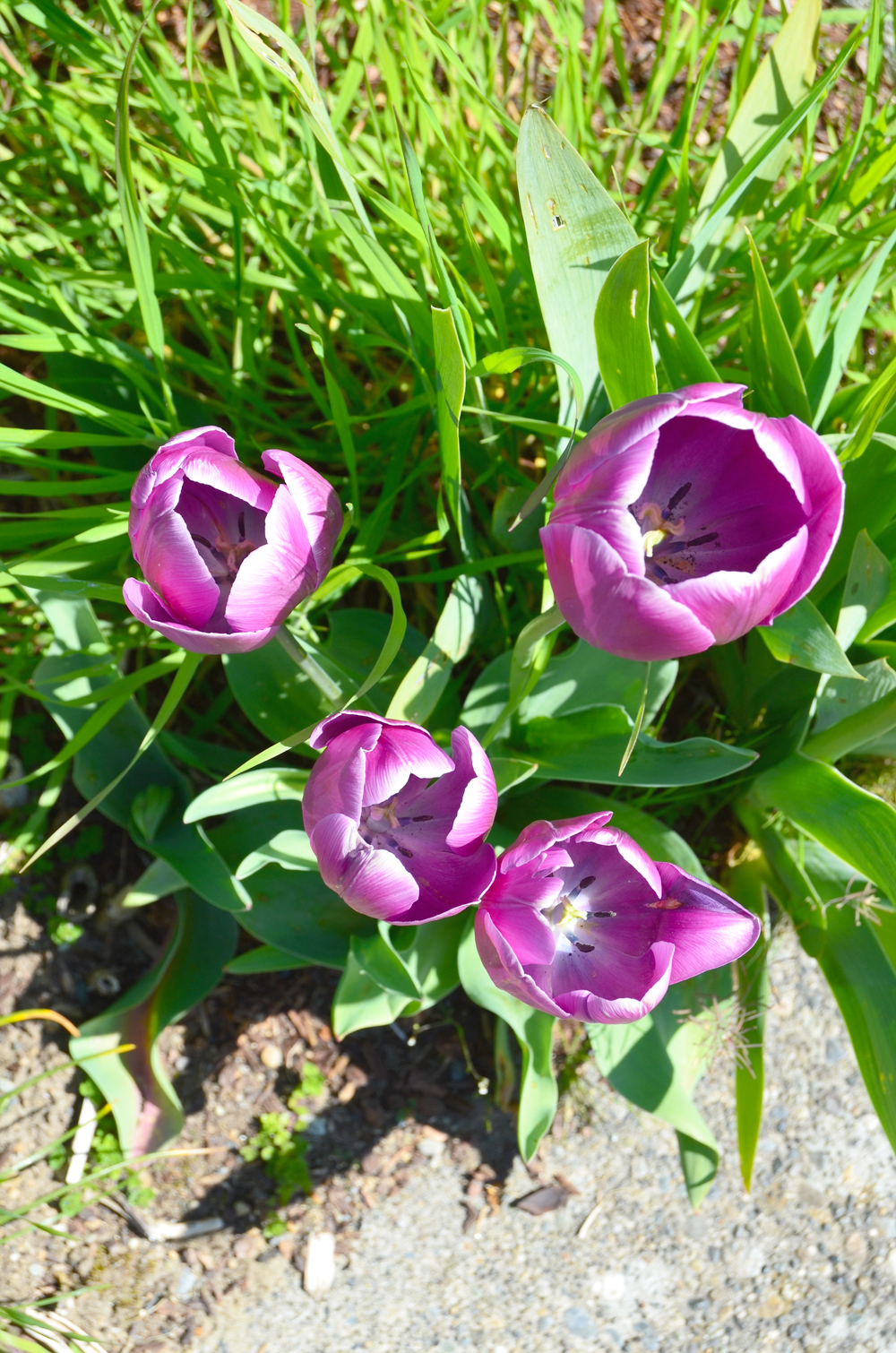Springtime in Seattle, WA