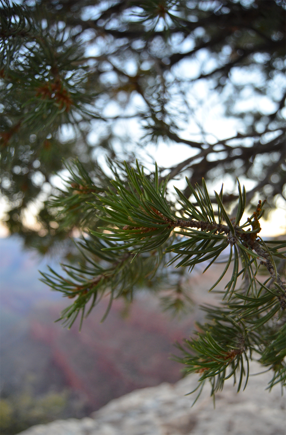 Pipe Creek Vista // How to Spend Your Birthday Alone at the Grand Canyon in 31 Simple Steps