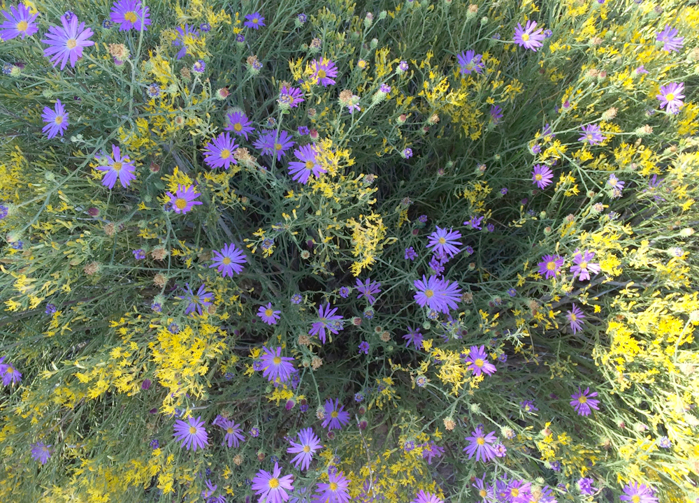 Flowers outside of Bright Angel Lodge // How to Spend Your Birthday Alone at the Grand Canyon in 31 Simple Steps