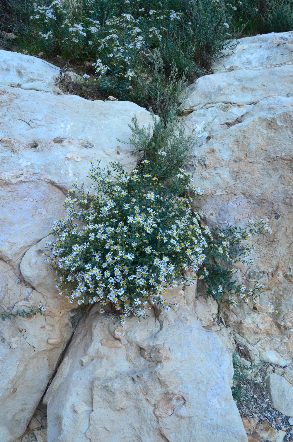 South Kaibab Trail // Grand Canyon National Park