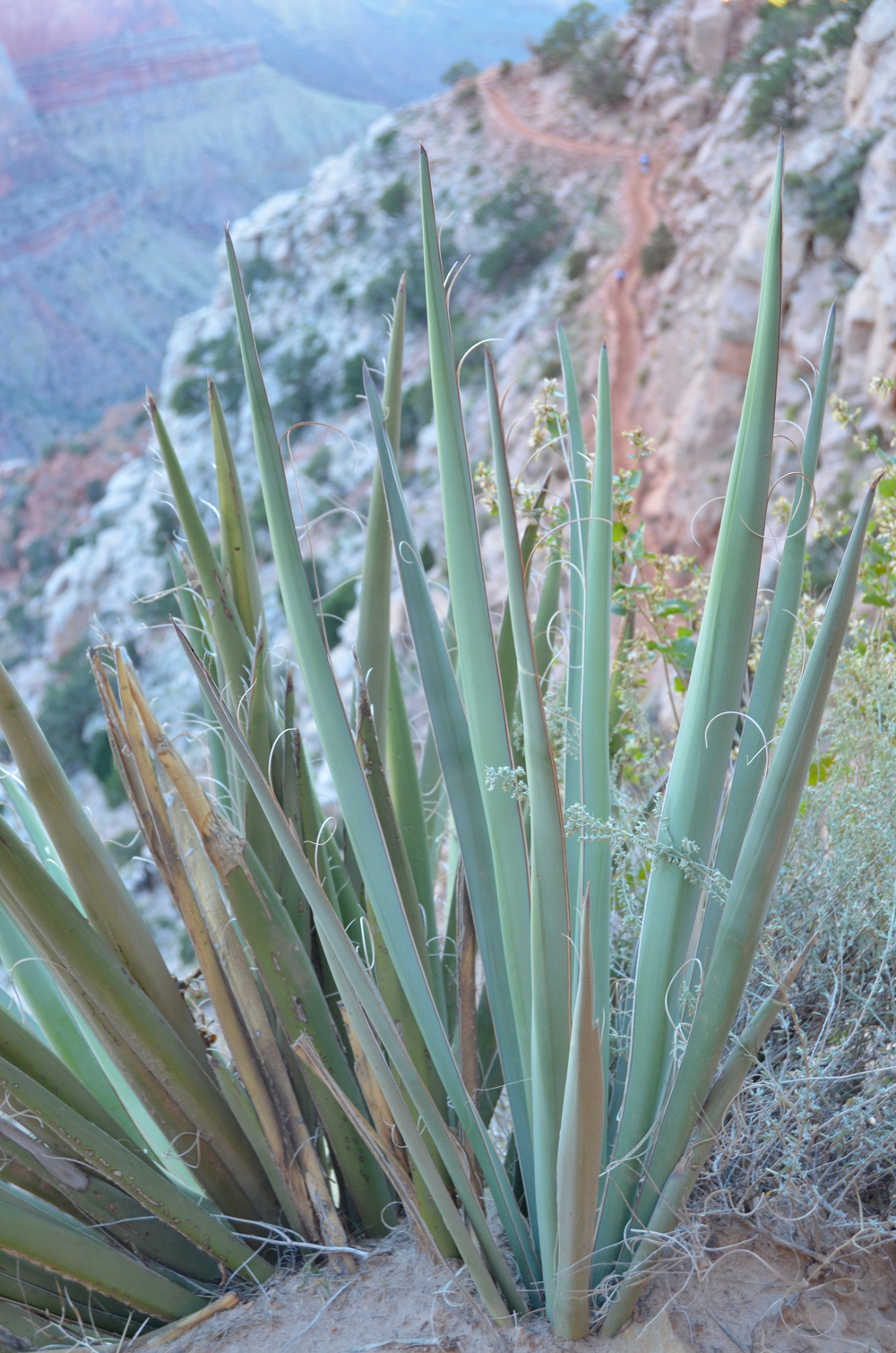 South Kaibab Trail // Grand Canyon National Park