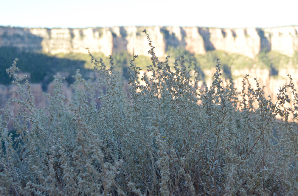 South Kaibab Trail // Grand Canyon National Park