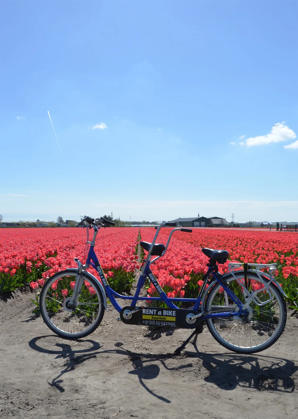 Tulip fields in the Netherlands // Haarlem