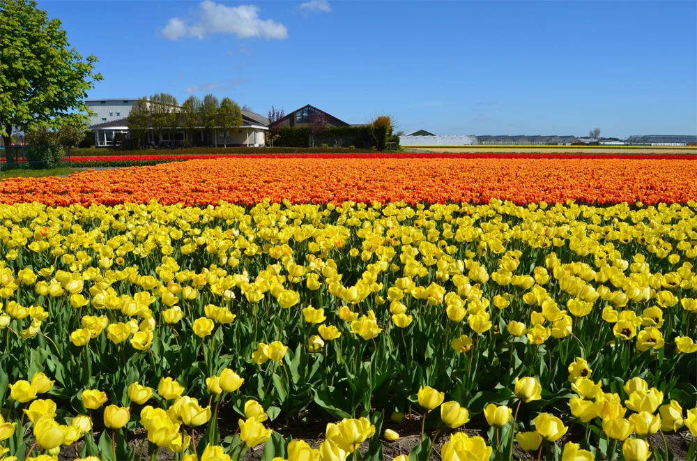 Tulip fields in the Netherlands // Haarlem