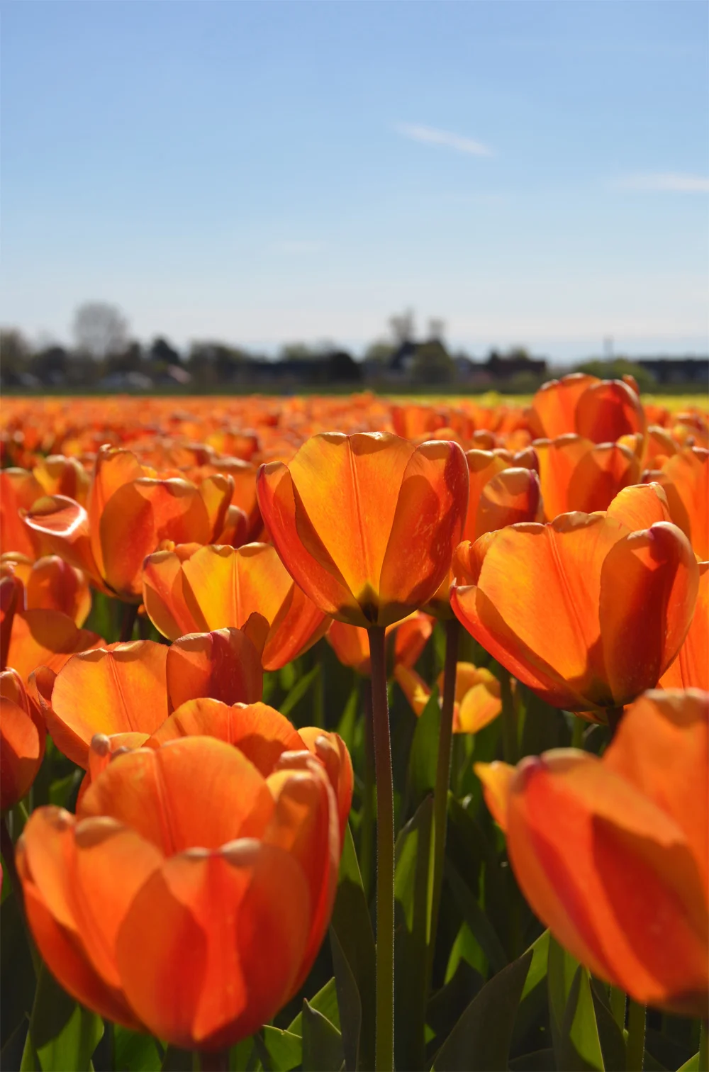 Tulip fields in the Netherlands // Haarlem