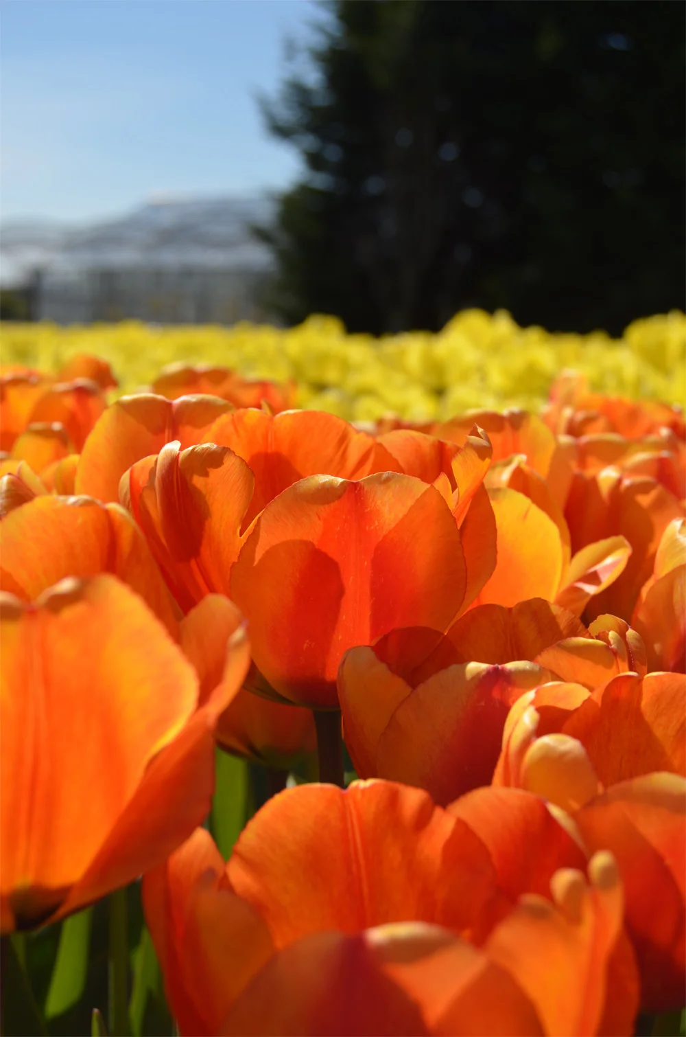 Tulip fields in the Netherlands // Haarlem