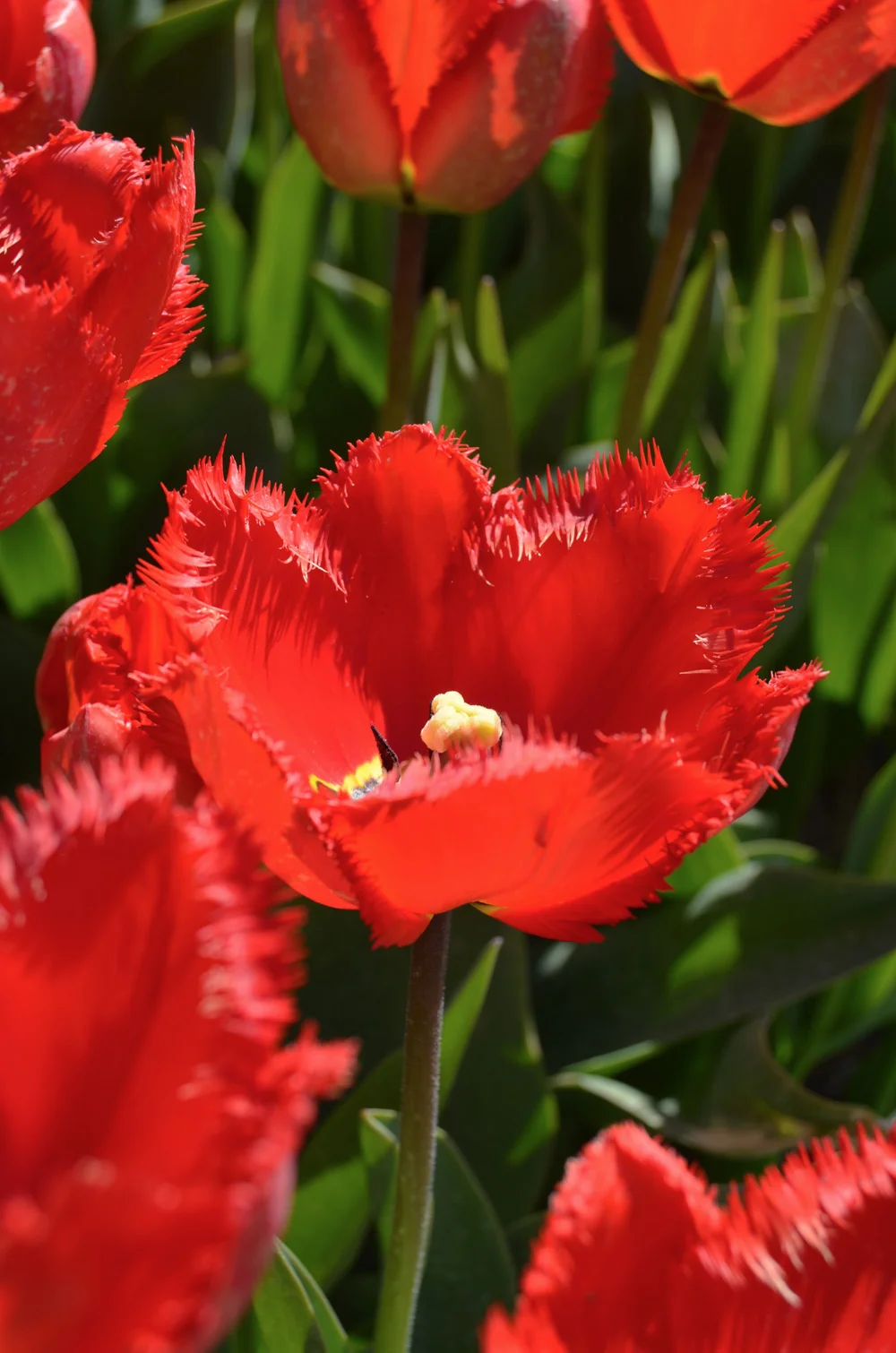 Tulip fields in the Netherlands // Haarlem