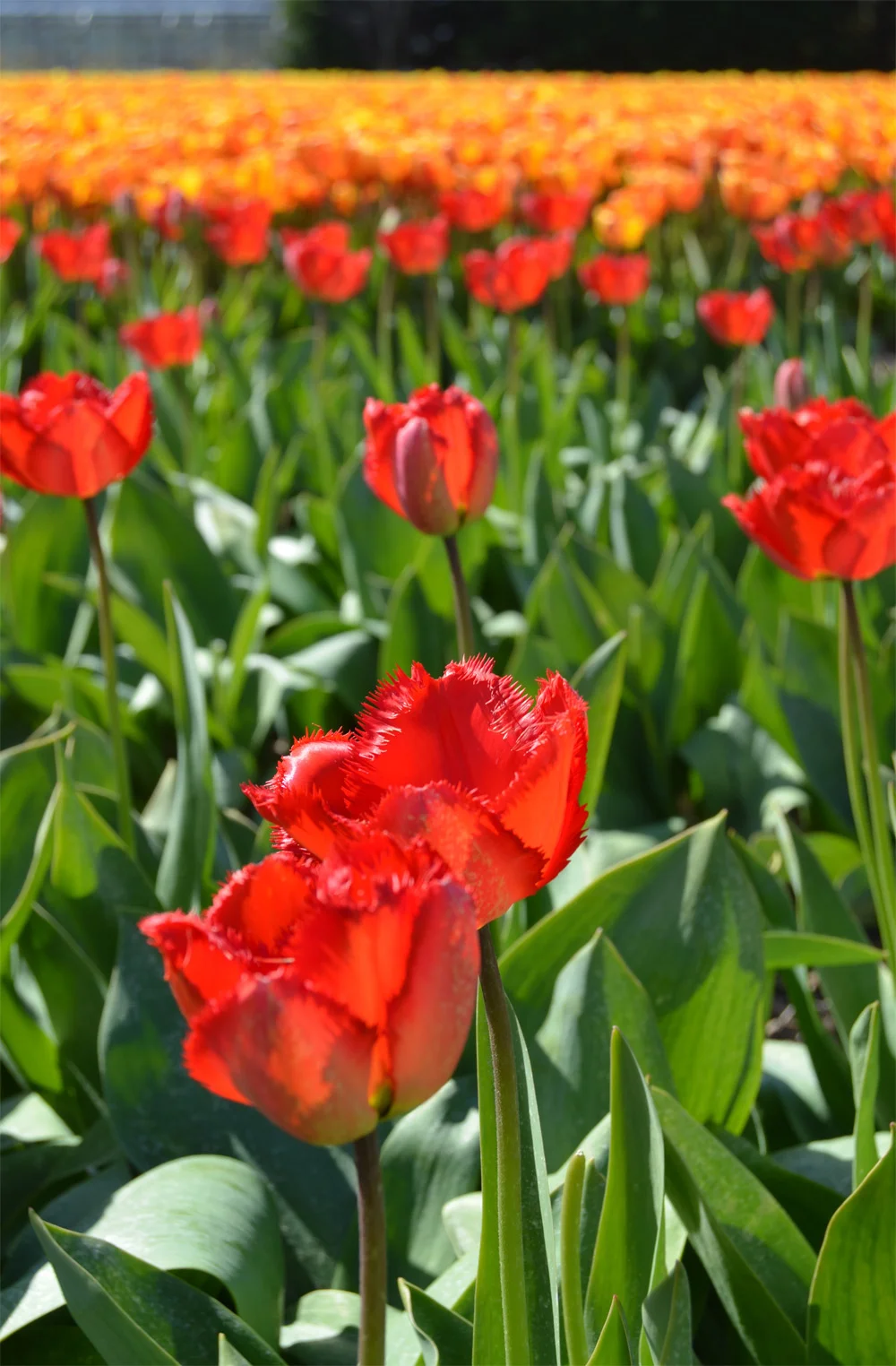 Tulip fields in the Netherlands // Haarlem