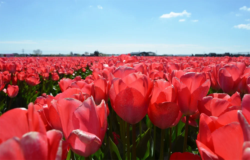 Tulip fields in the Netherlands // Haarlem
