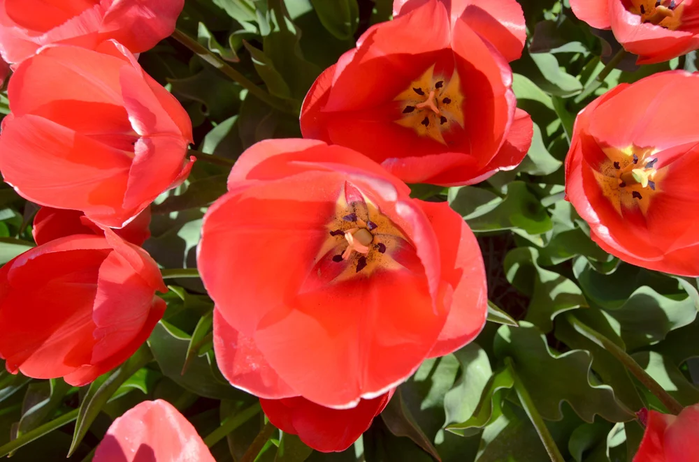 Tulip fields in the Netherlands // Haarlem