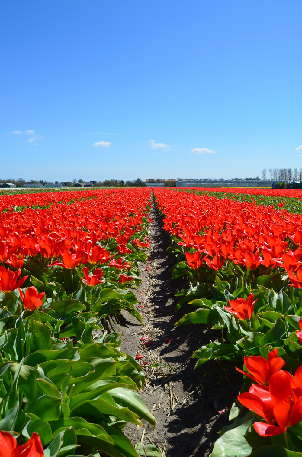 Tulip fields in the Netherlands // Haarlem