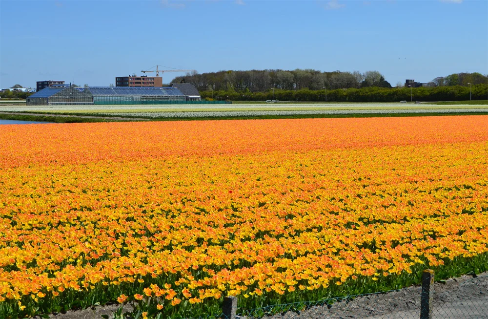Tulip fields in the Netherlands // Haarlem
