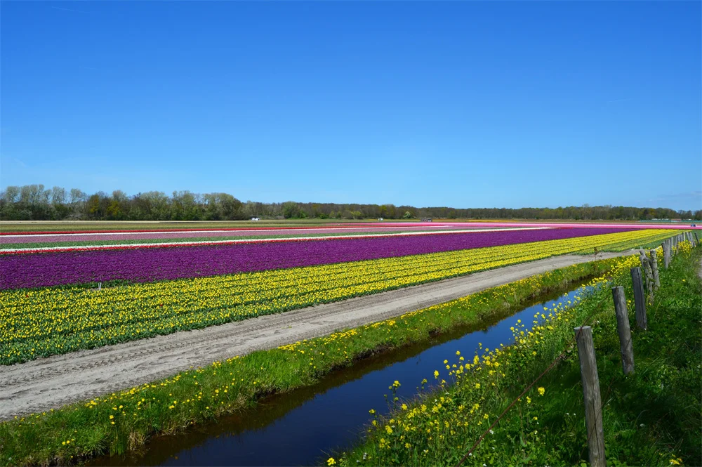 Tulip fields in the Netherlands // Haarlem