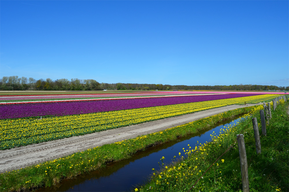 Tulip fields in the Netherlands // Haarlem