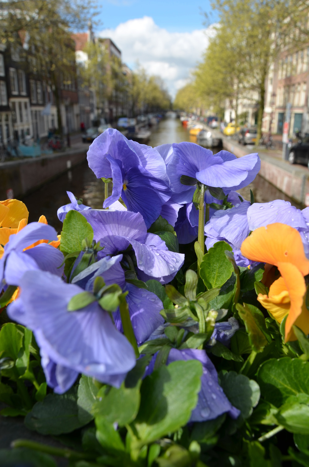 Amsterdam in spring