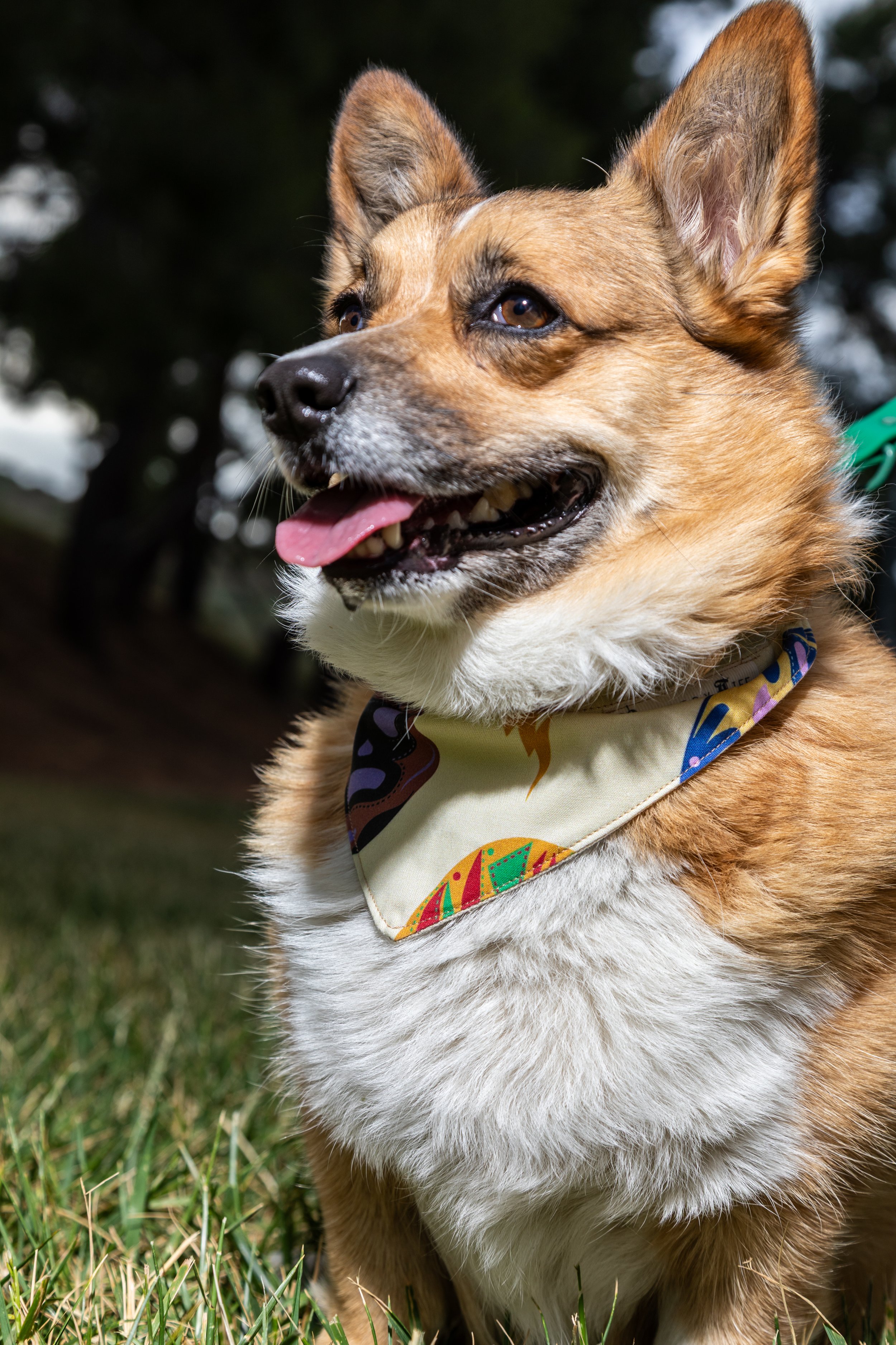 rtdogs-3.jpg
