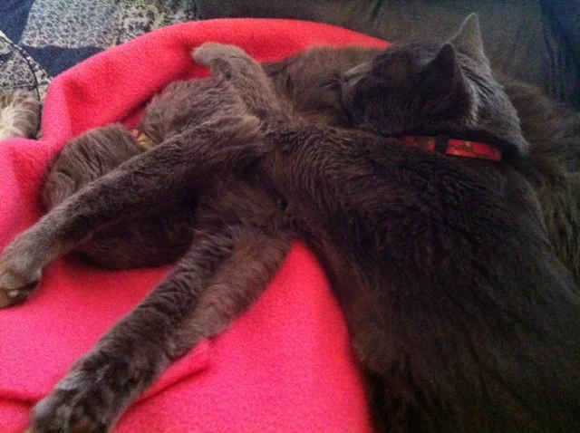 Napping kitties.jpg