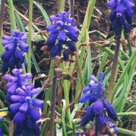 Blue Bonnets, Texas state flower! Honestly, in person these are the most beautiful purple. 
