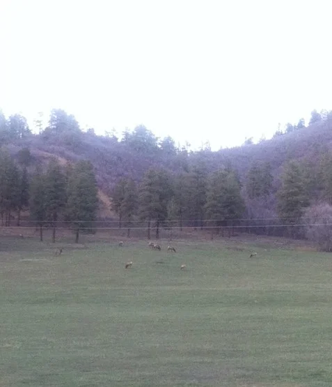 San Juan National Forest, Colorado. When you're in the mountains of Colorado, you're sure to see elk!