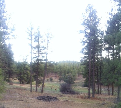 Elk Herd! San Juan National Forest, Colorado.