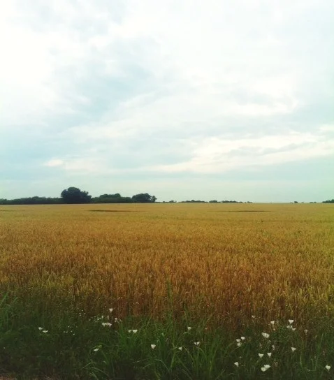 field 1.jpg