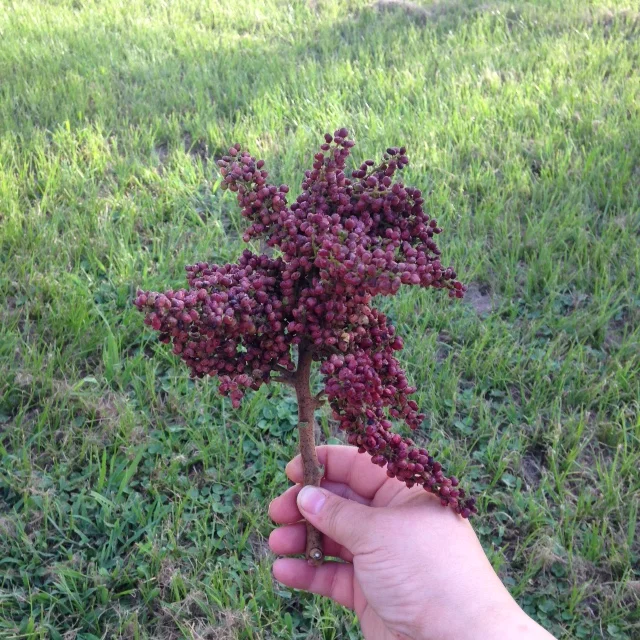 Prairie Sumac
