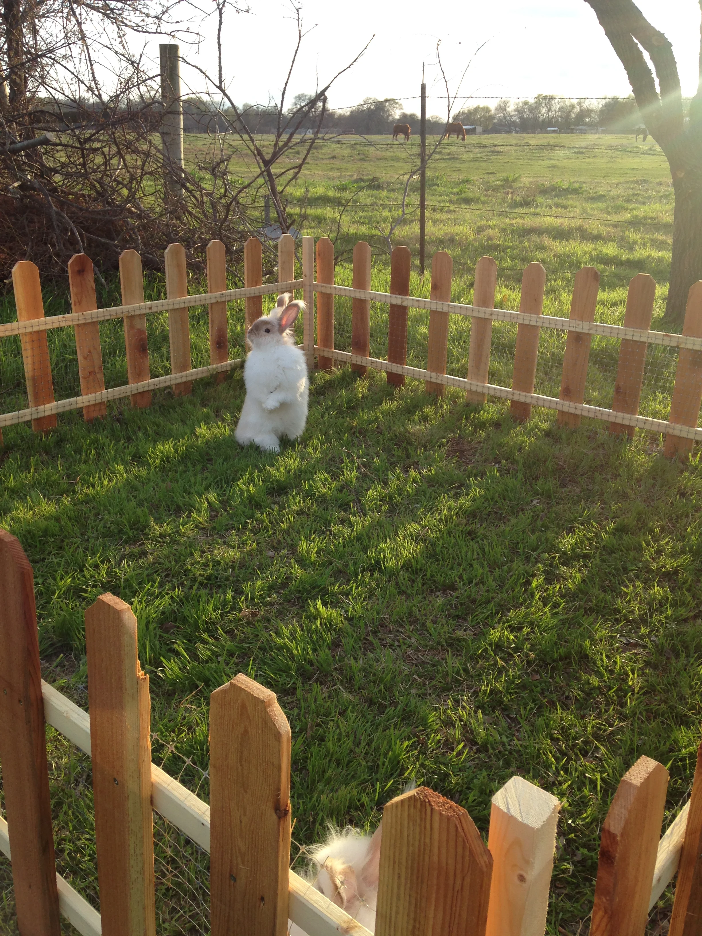 rabbit fence panels