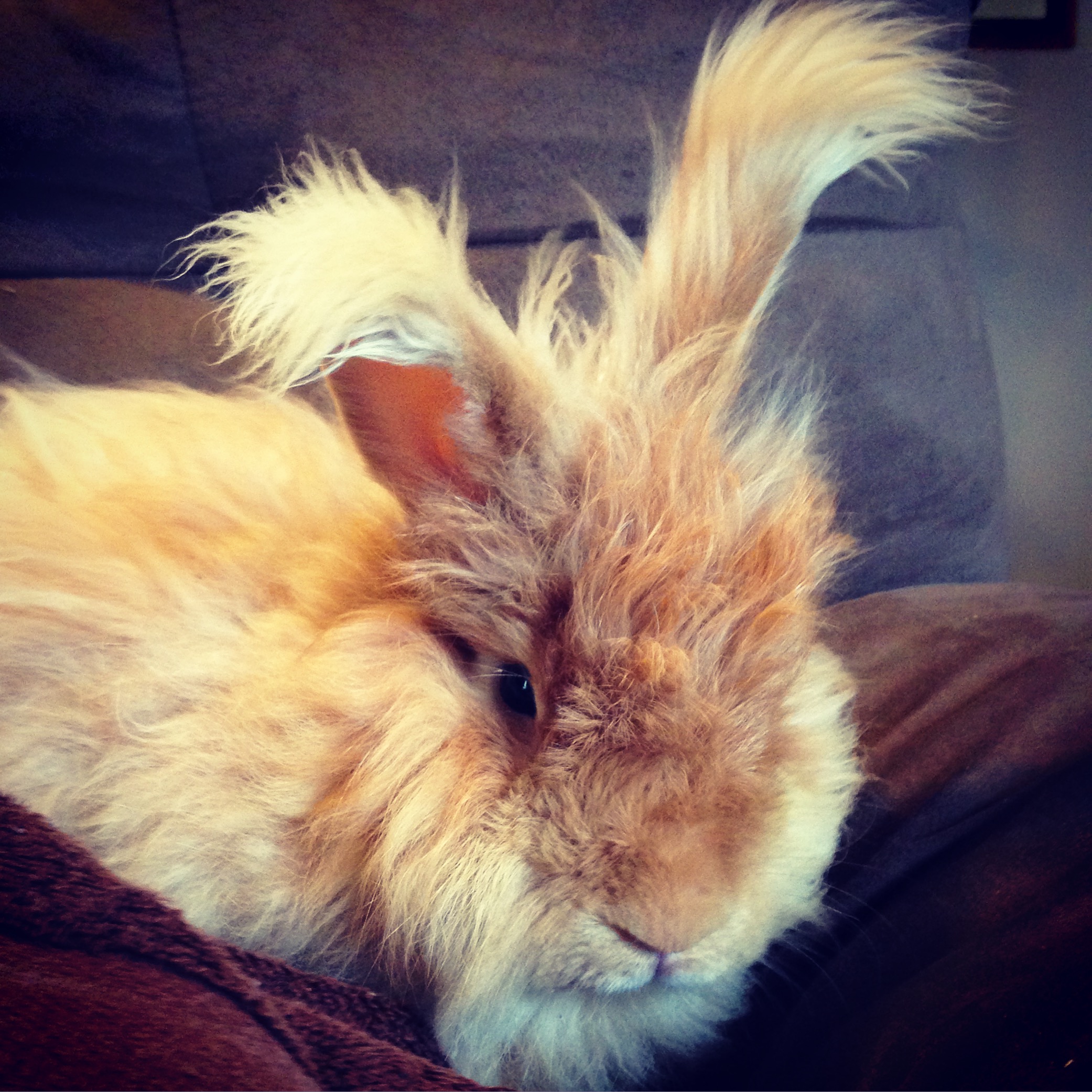 Farm & Fibre at Eidolon Grooming An Angora Rabbit — Eidolon House