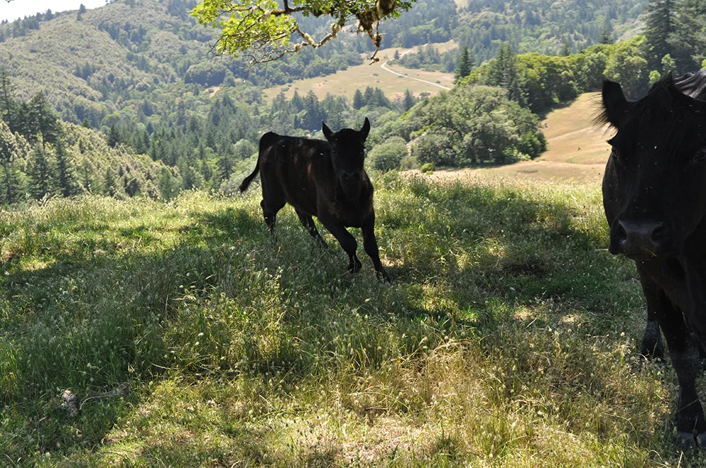 DSC_0540sm.jpg